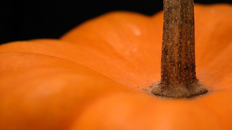 Close-up of Pumpkin Stem — Orange
