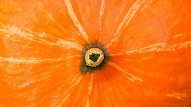 close-up of pumpkin stem