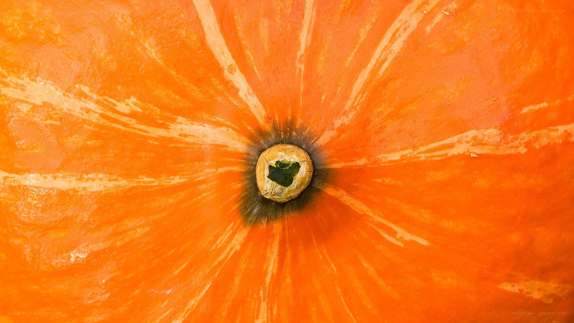 close-up of pumpkin stem