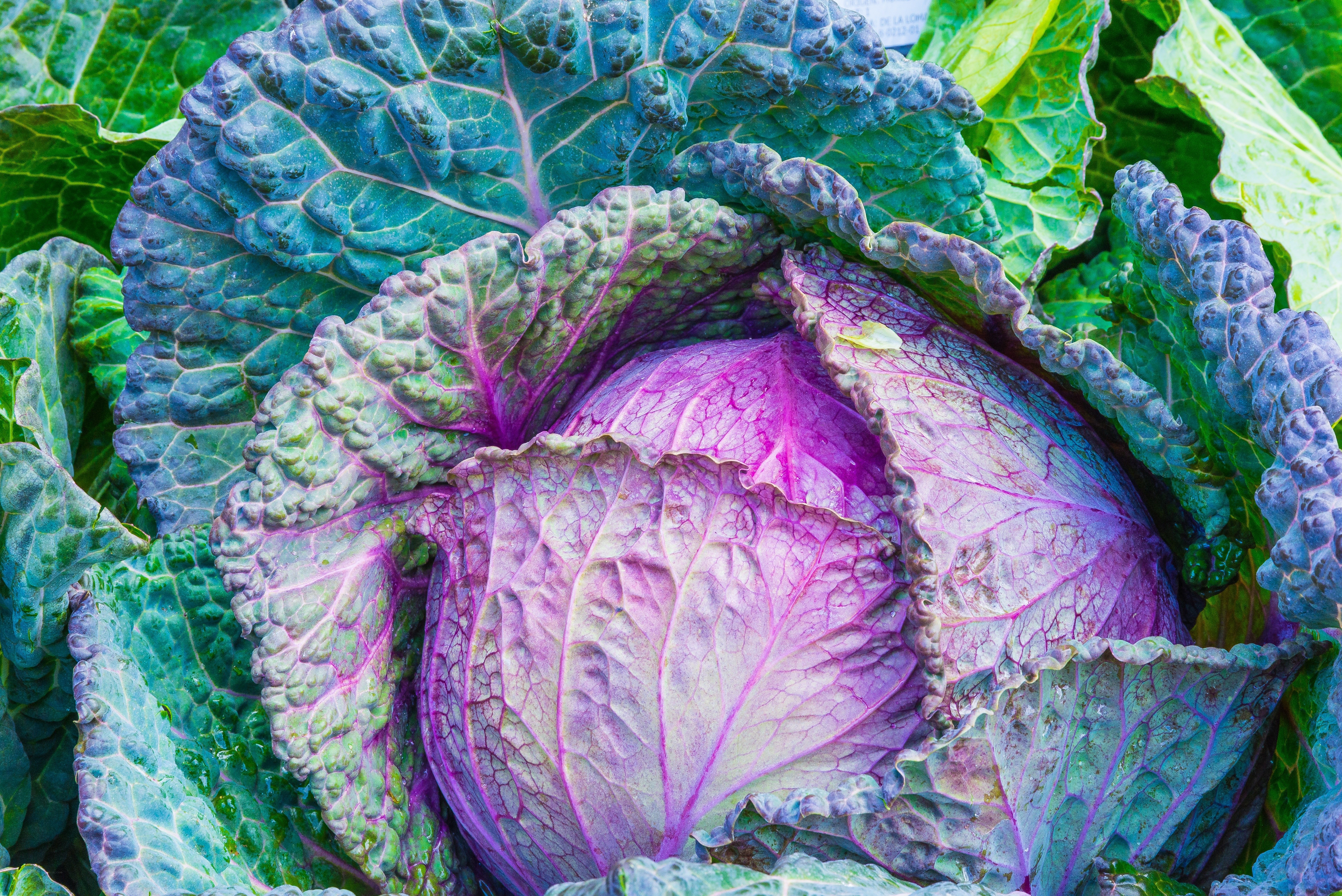 Close-up of purple cabbage