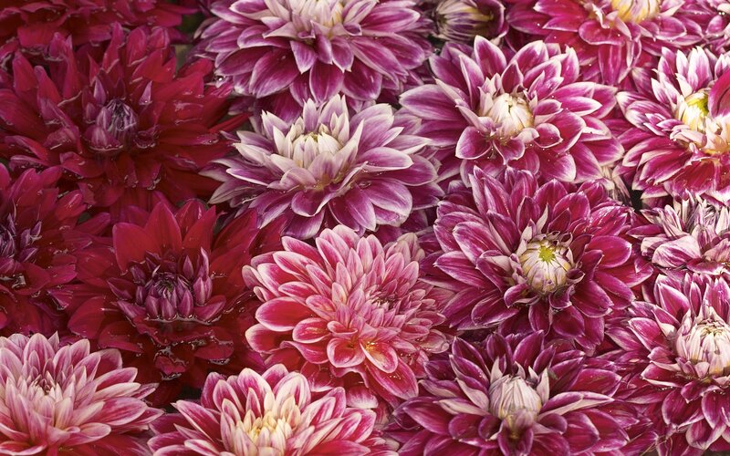 Close-up of purple dahlias