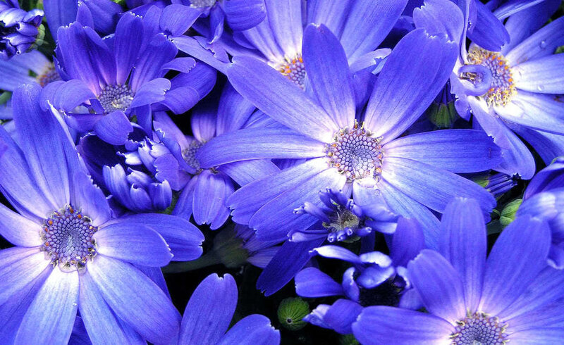 Close-up of purple daisies
