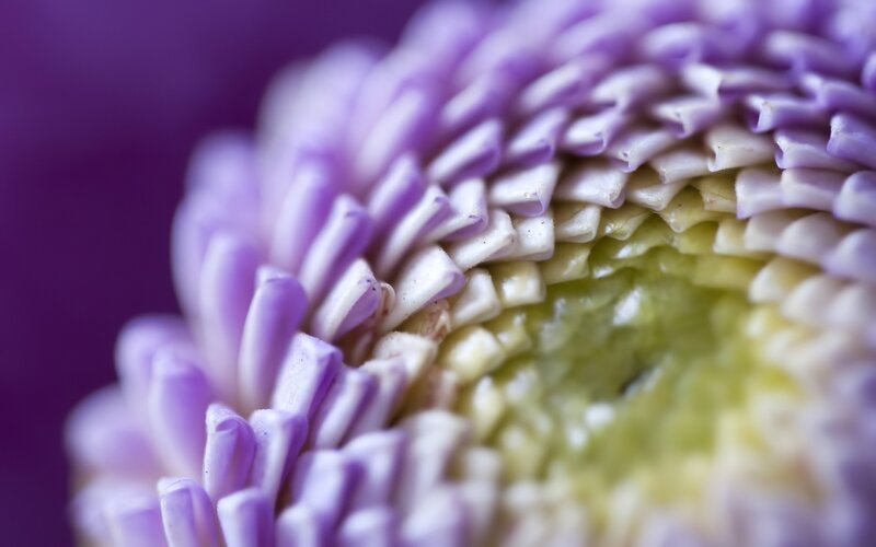 Close-up of purple flower