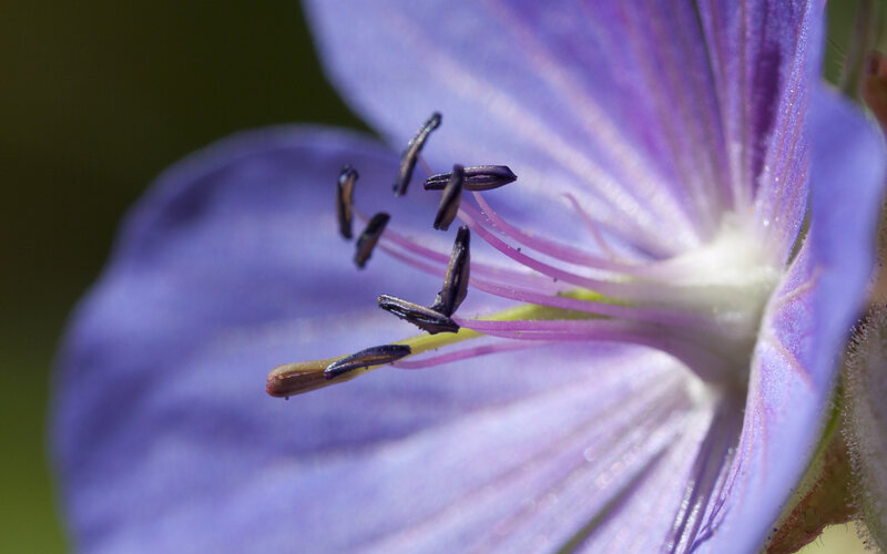 close-up of purple flower