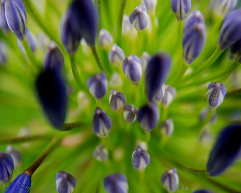 Close-up of purple flower buds