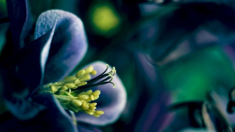 Close-up of Purple Flower — Dramatic
