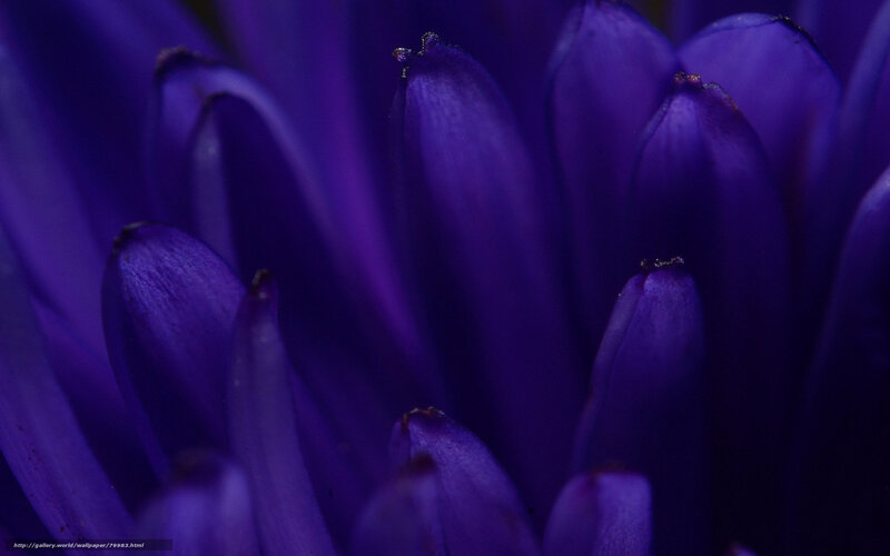 Close-up of purple flower petals