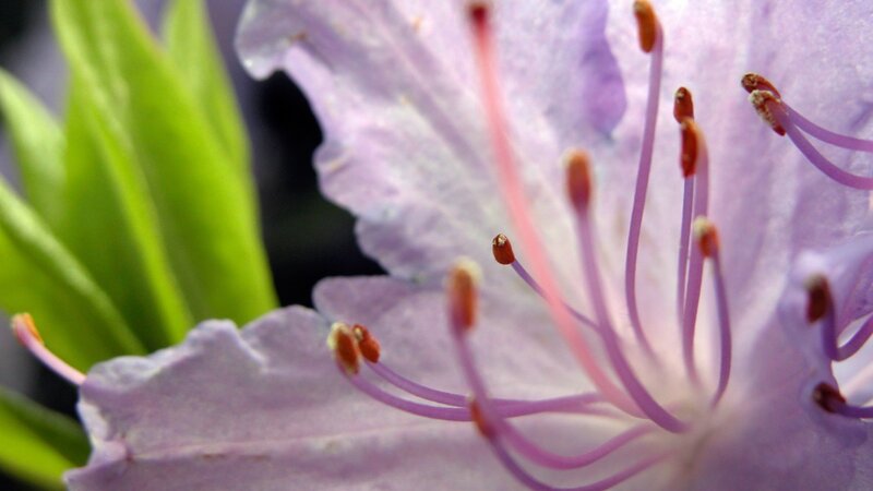 Close-up of Purple Flower — Serene, Spring