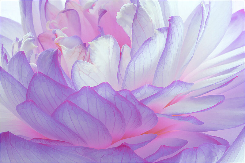 Close-up of Purple Flower — Serene