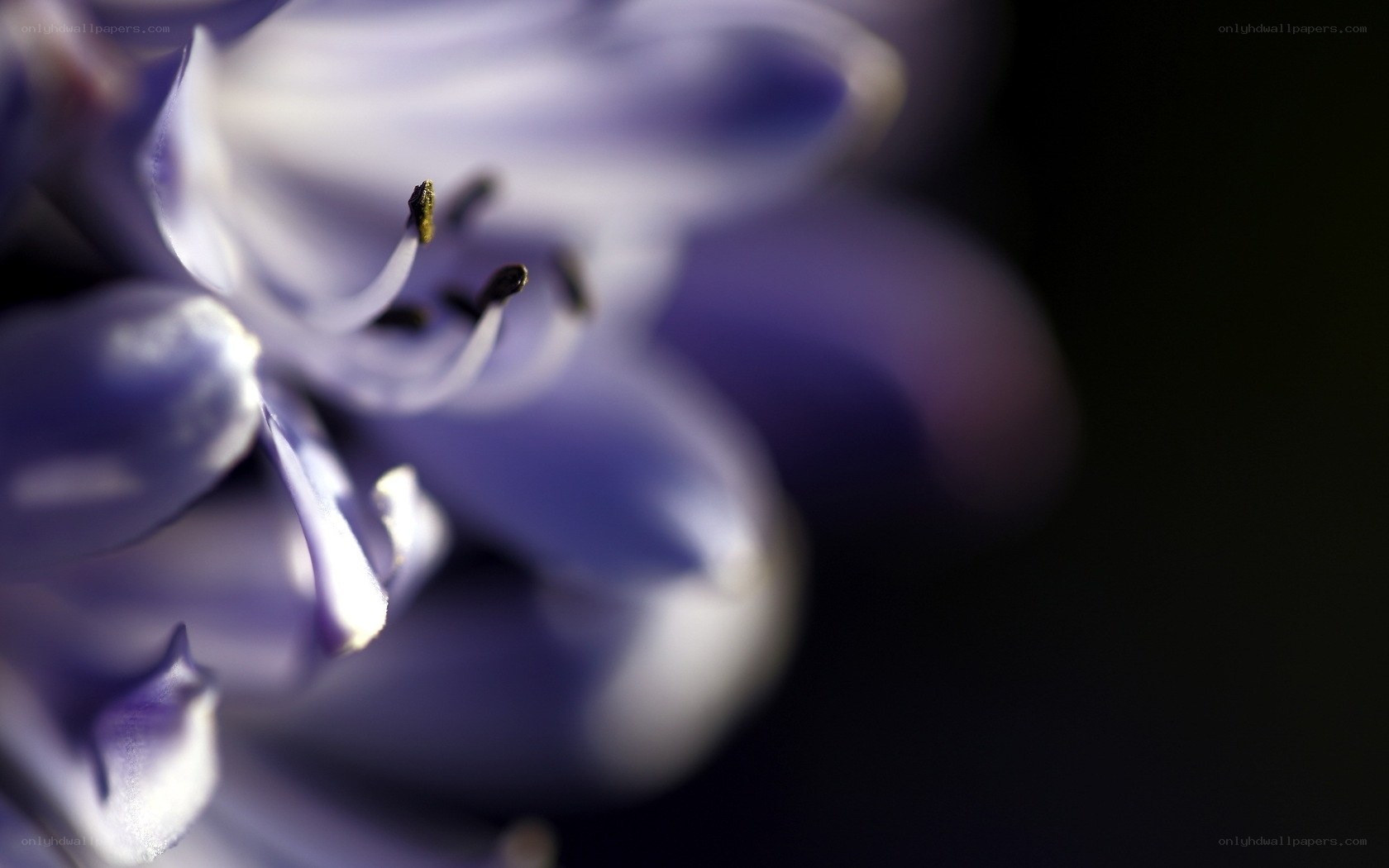 Close-up of purple flower