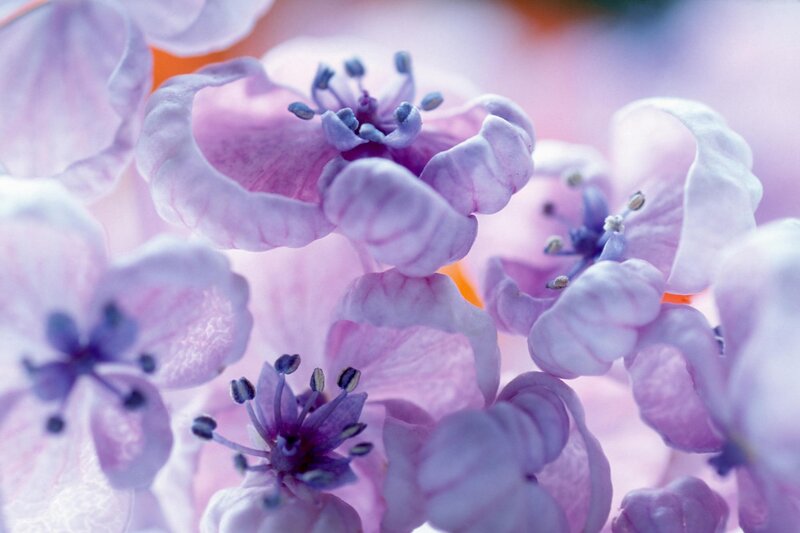 Close-up of purple flowers