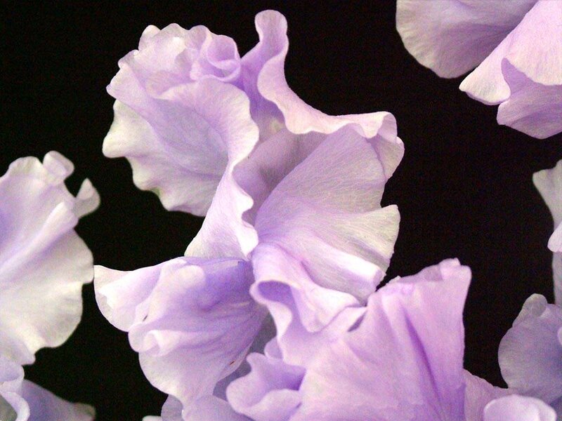 Close-up of purple flowers