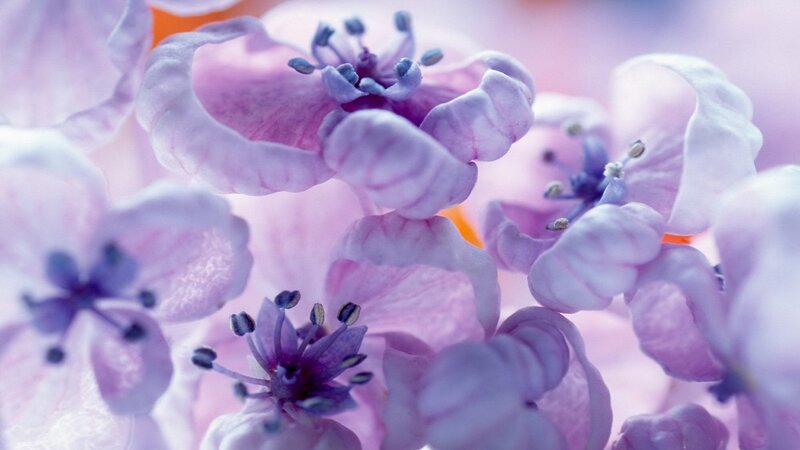 Close-up of purple flowers