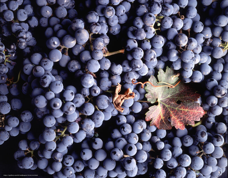 Close-up of purple grapes