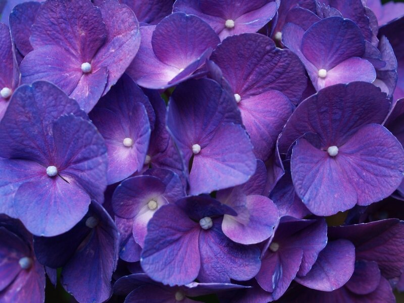 Close-up of purple hydrangea flowers