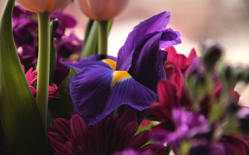 Close-up of purple iris and tulips