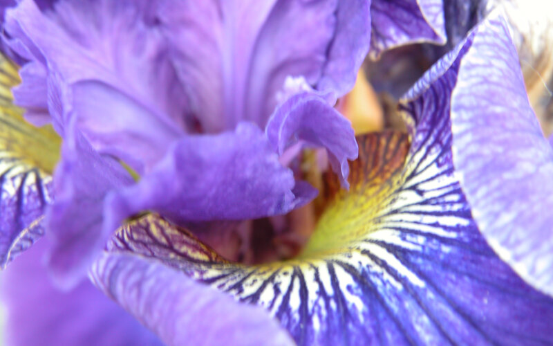 Close-up of Purple Iris