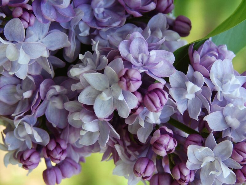 Close-up of purple lilac flowers