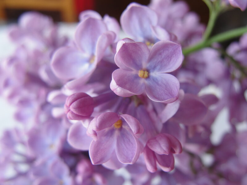 Close-up of purple lilac flowers