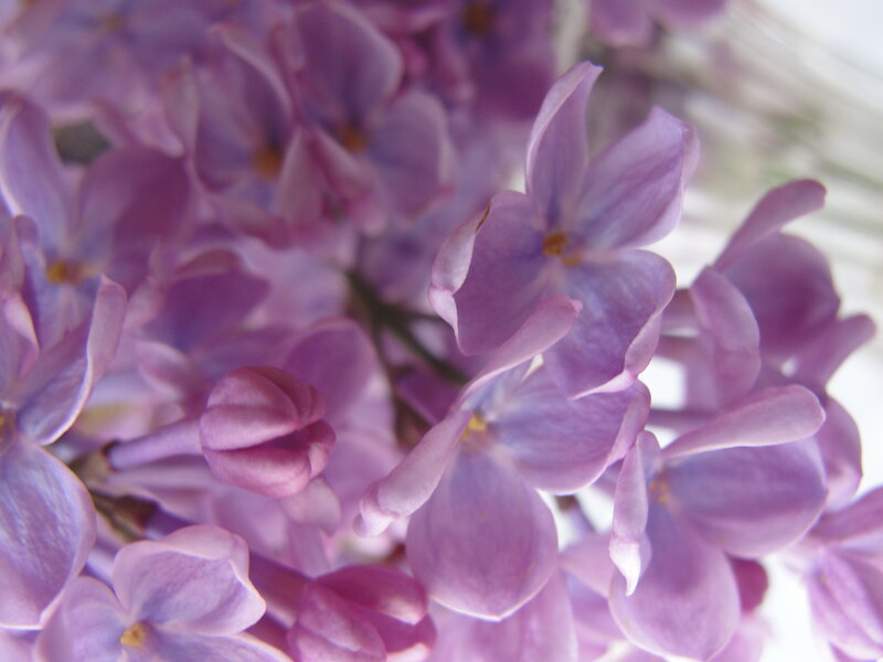 Close-up of purple lilac flowers