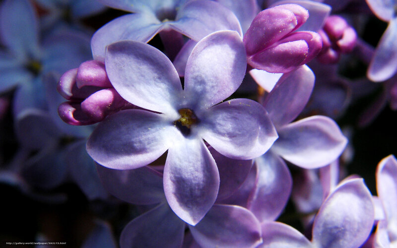 Close-up of purple lilac flowers