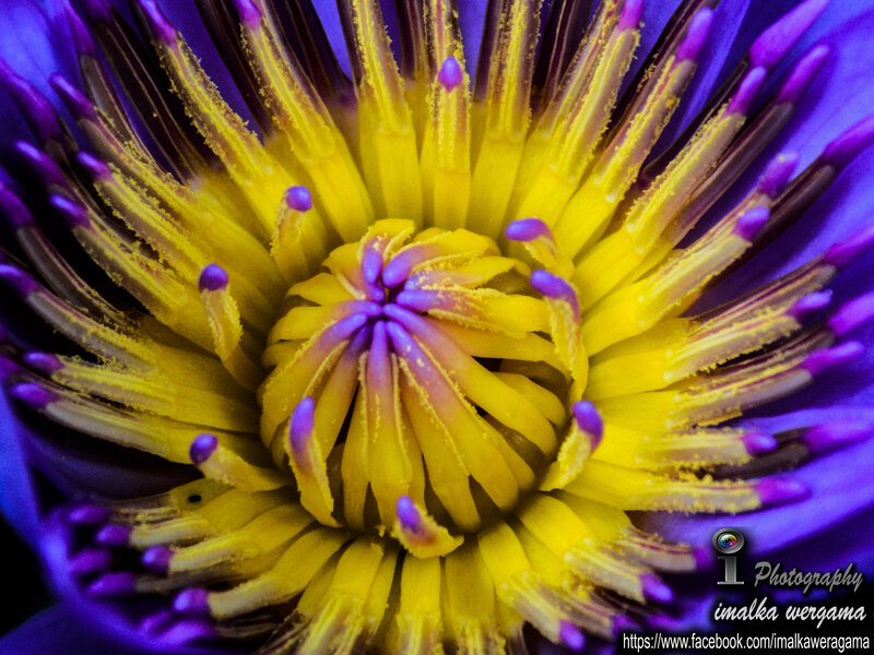 Close-up of Purple Lotus