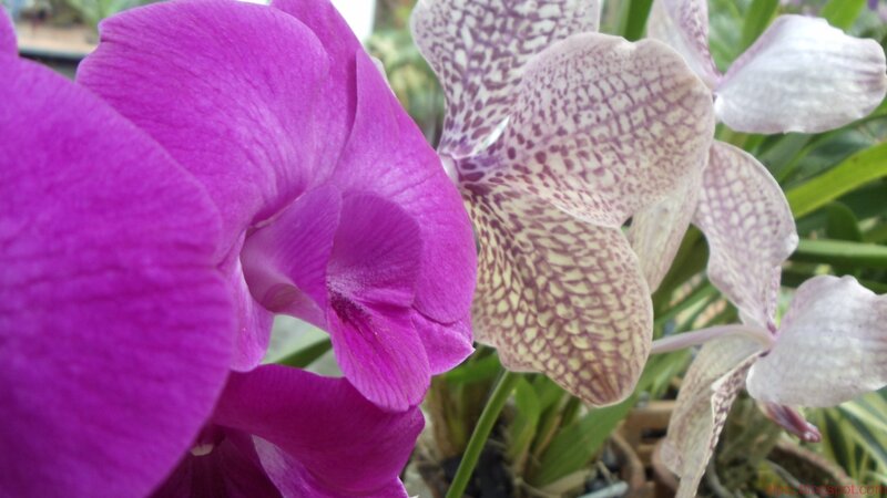 Close-up of purple orchids