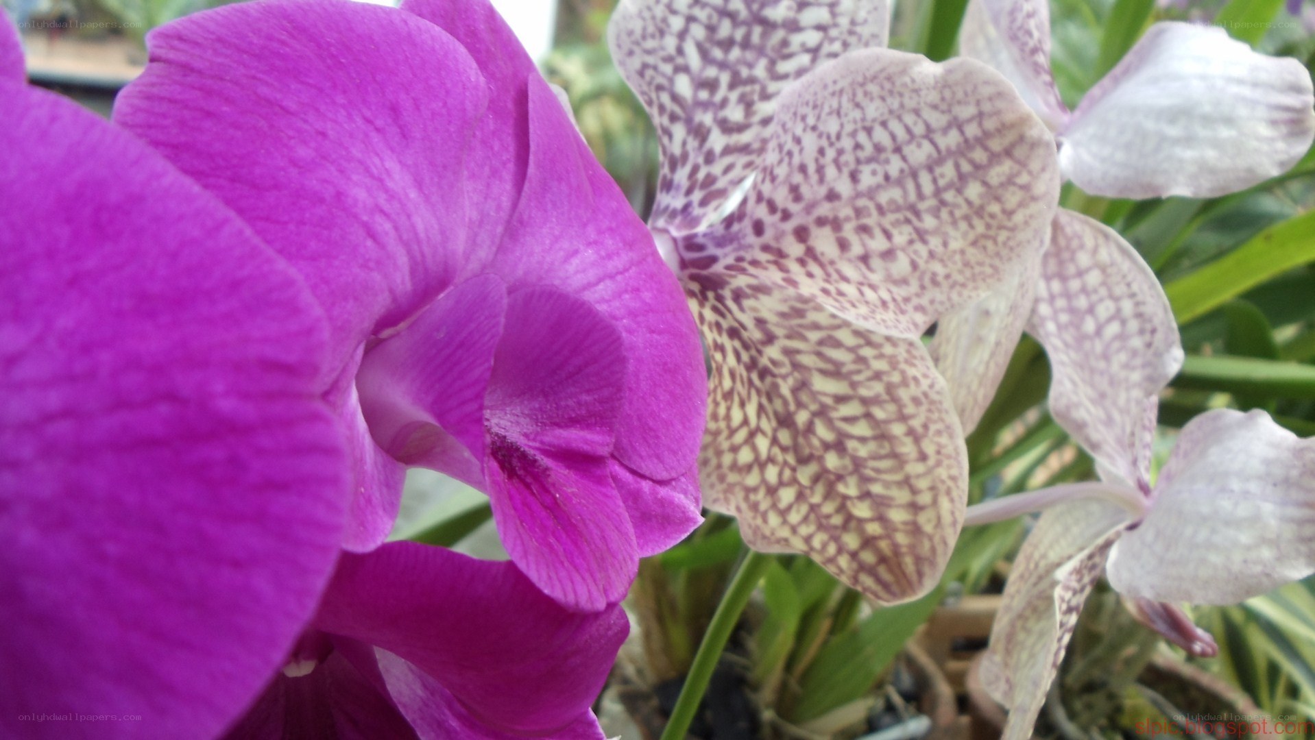 Close-up of purple orchids
