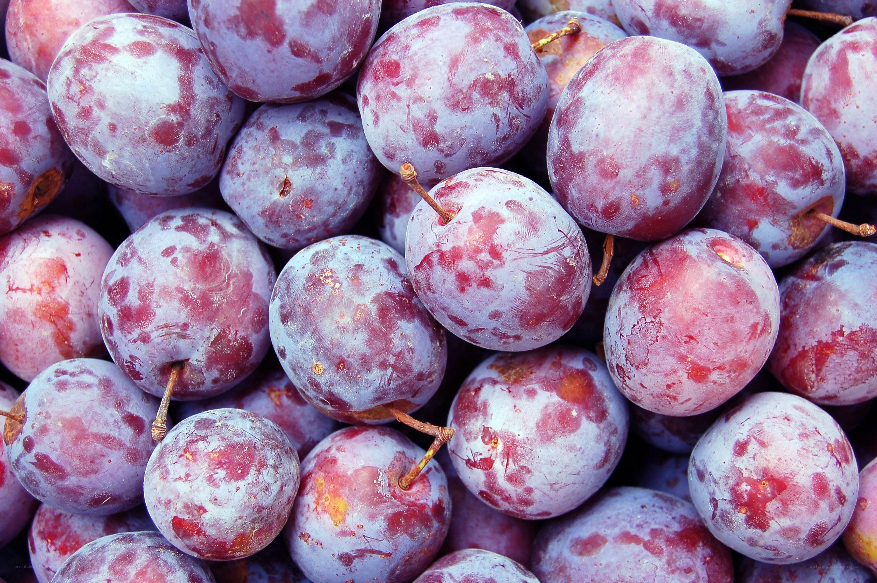 Close-up of purple plums