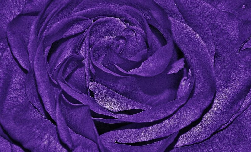 Close-up of Purple Rose — Calm