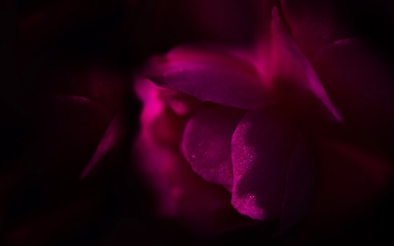 Close-up of Purple Rose — Dark