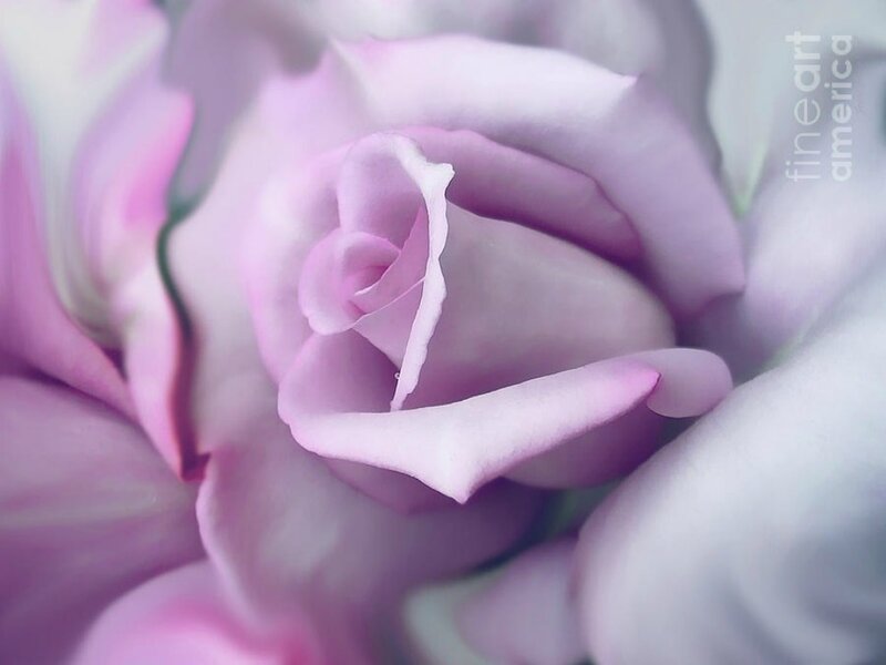 Close-up of Purple Rose — Serene, Photograph
