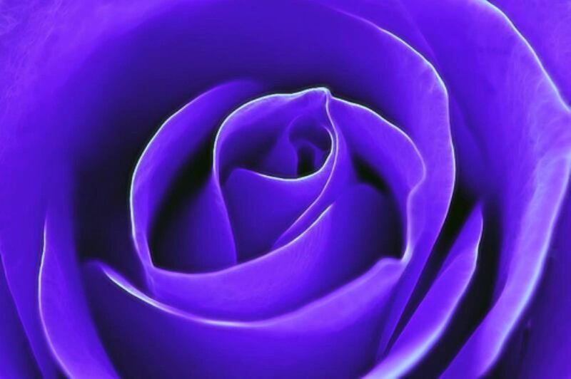 Close-up of Purple Rose — Serene