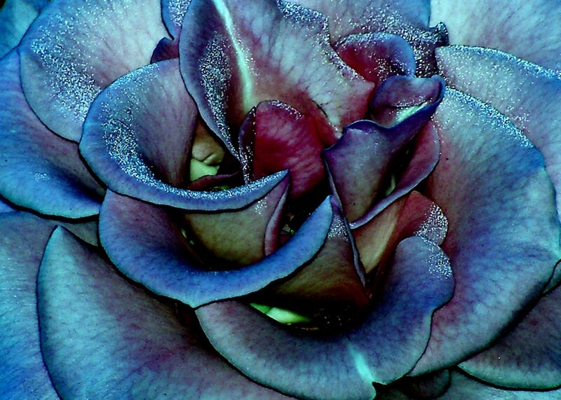 Close-up of Purple Rose