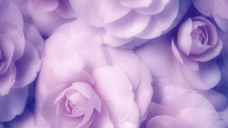Close-up of Purple Roses — Serene
