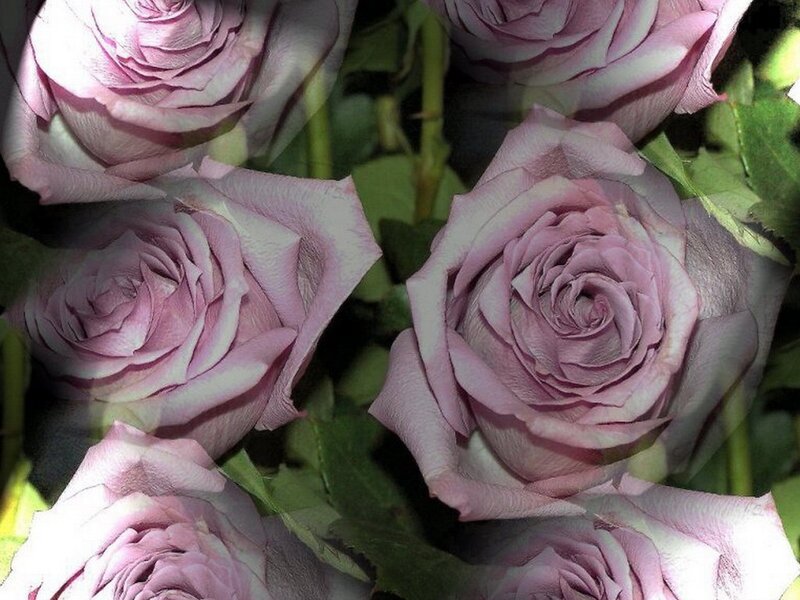 Close-up of purple roses
