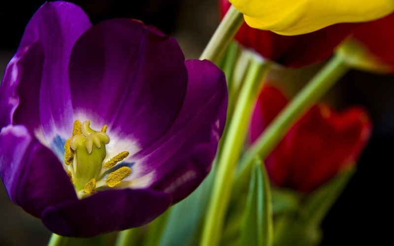 Close-up of purple tulip