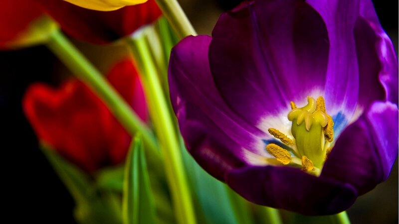 Close-up of purple tulip