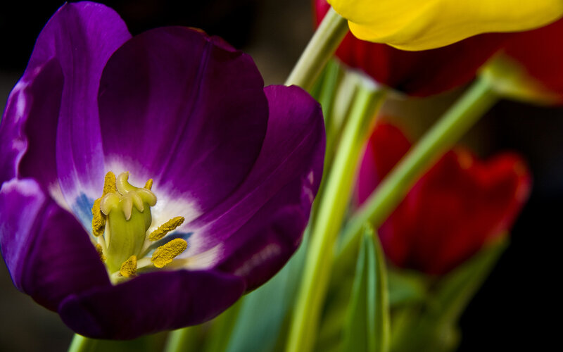 Close-up of purple tulip