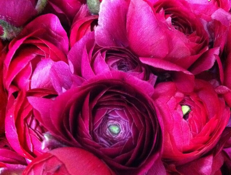 Close-up of Ranunculus Flowers