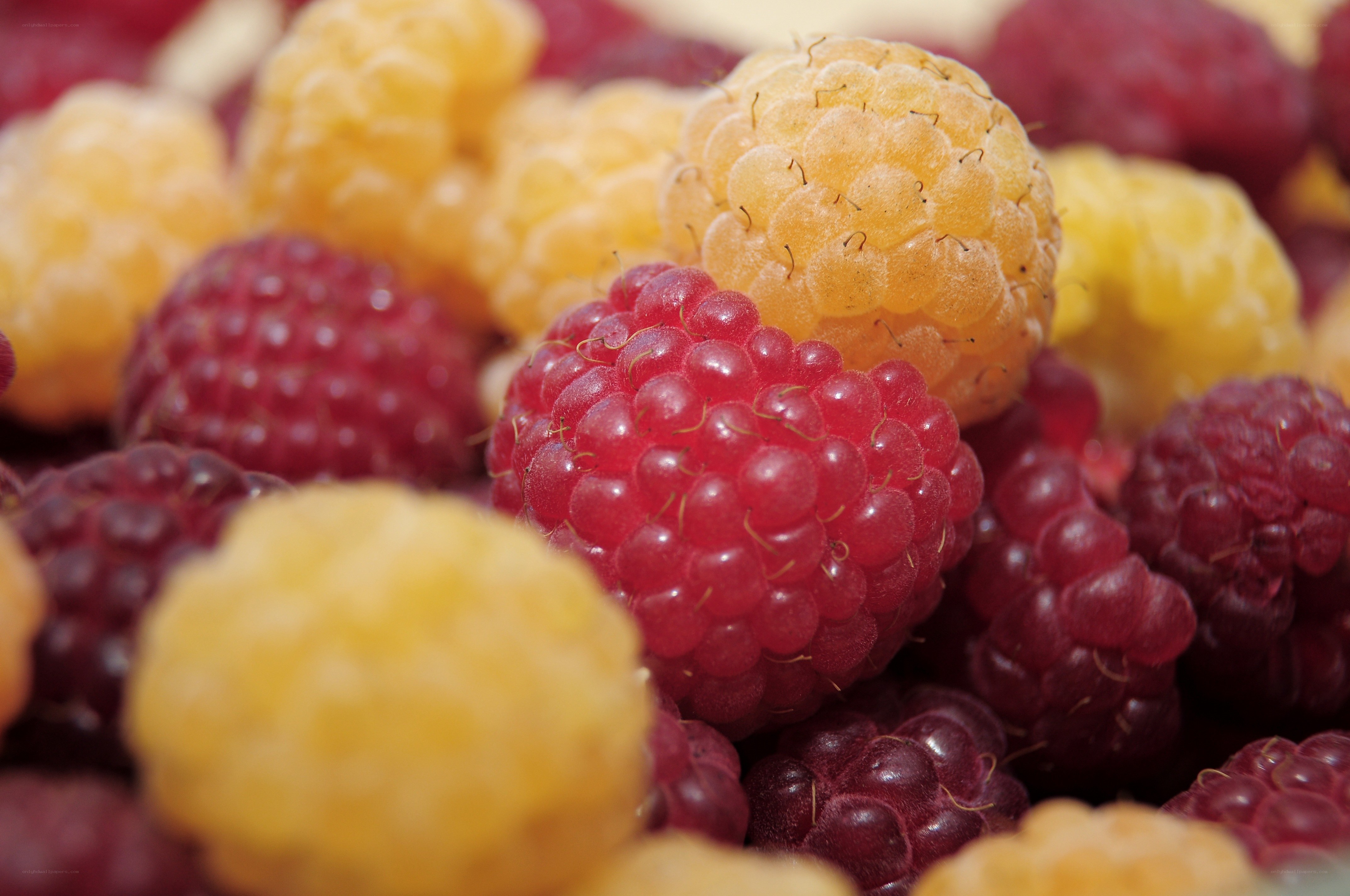 Close-up of raspberries