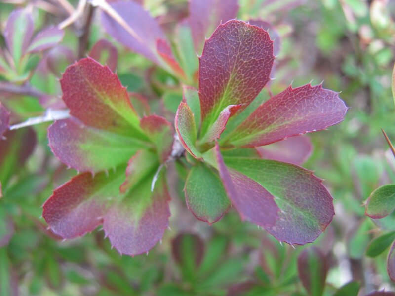 close-up of red and green leaves