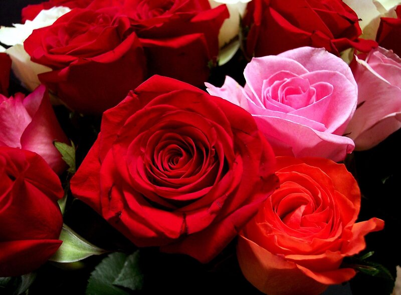 Close-up of red and pink roses
