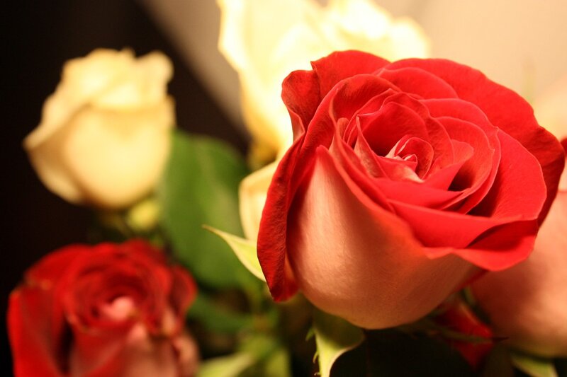 Close-up of red and white roses