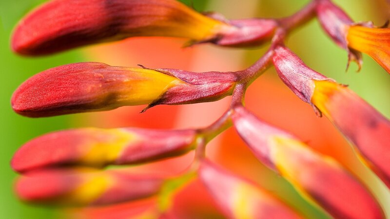 Close-up of red and yellow flower buds