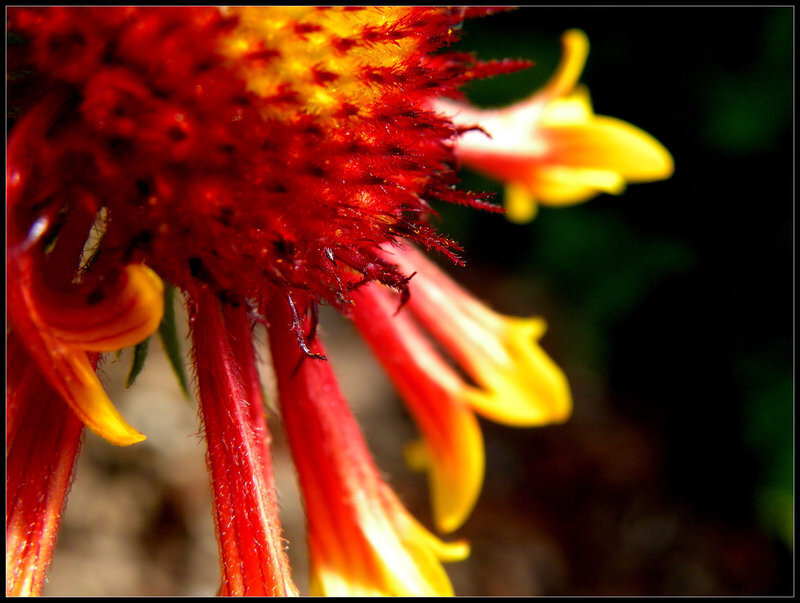 Close-up of Red and Yellow Flower