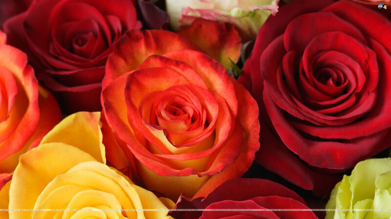 Close-up of Red and Yellow Roses