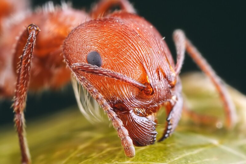 Close-up of Red Ant
