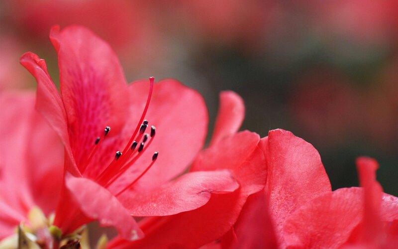 Close-up of red azalea flower