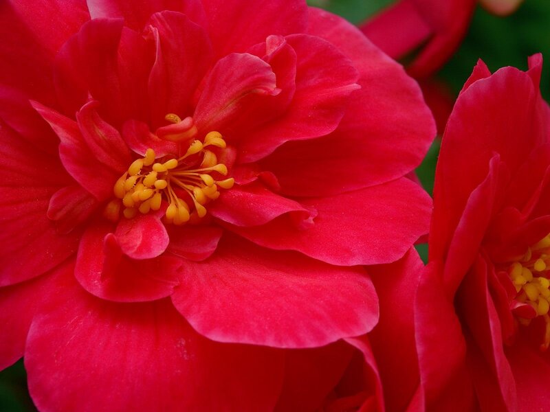 Close-up of red begonia flower